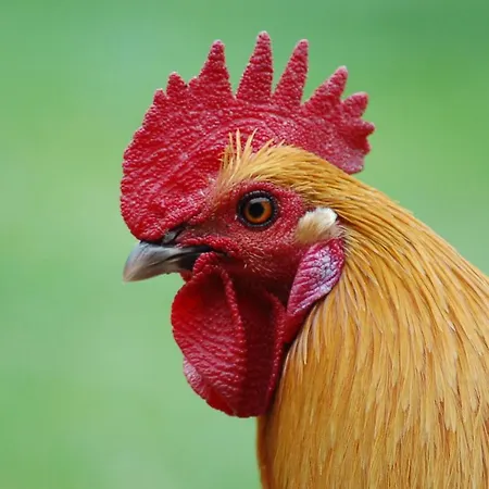 Vakantiehuis Ferienbauernhof Liesenberg Jagdreihenhaus Hase *