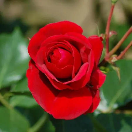 Ferienbauernhof Liesenberg Jagdreihenhaus Hase Vakantiehuis