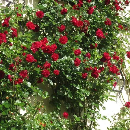 Ferienbauernhof Liesenberg Jagdreihenhaus Hase